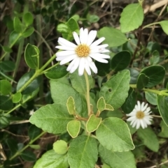 Olearia tomentosa at Surfside, NSW - 28 Nov 2022