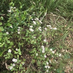 Olearia tomentosa at Surfside, NSW - 28 Nov 2022