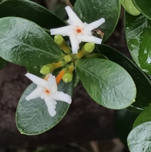 Alyxia buxifolia at Surfside, NSW - 28 Nov 2022 11:40 AM