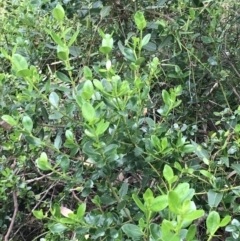 Alyxia buxifolia at Surfside, NSW - 28 Nov 2022 11:40 AM