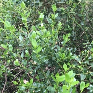 Alyxia buxifolia at Surfside, NSW - 28 Nov 2022 11:40 AM