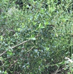 Alyxia buxifolia at Surfside, NSW - 28 Nov 2022