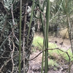 Dockrillia teretifolia at Surfside, NSW - 28 Nov 2022