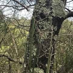 Dockrillia teretifolia at Surfside, NSW - suppressed