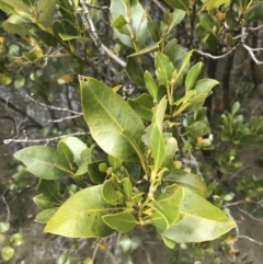 Avicennia marina subsp. australasica (Grey Mangrove) at Surfside, NSW - 28 Nov 2022 by Tapirlord