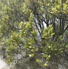 Avicennia marina subsp. australasica at Surfside, NSW - 28 Nov 2022