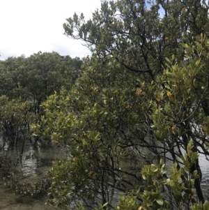 Avicennia marina subsp. australasica at Surfside, NSW - 28 Nov 2022 11:20 AM