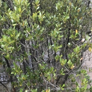 Avicennia marina subsp. australasica at Surfside, NSW - 28 Nov 2022 11:20 AM