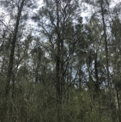 Casuarina glauca (Swamp She-oak) at Surfside, NSW - 28 Nov 2022 by Tapirlord