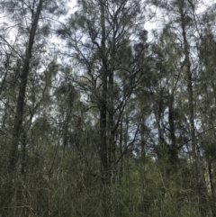 Casuarina glauca (Swamp She-oak) at Cullendulla Creek Nature Reserve - 28 Nov 2022 by Tapirlord