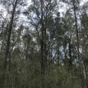 Casuarina glauca at Surfside, NSW - 28 Nov 2022