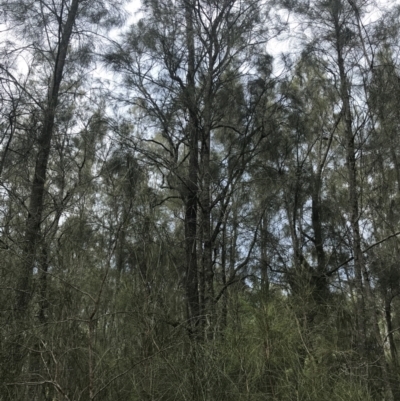 Casuarina glauca (Swamp She-oak) at Surfside, NSW - 28 Nov 2022 by Tapirlord