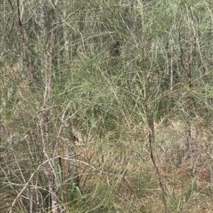 Casuarina glauca at Surfside, NSW - 28 Nov 2022