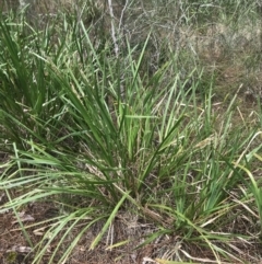 Lomandra longifolia (Spiny-headed Mat-rush, Honey Reed) at Surfside, NSW - 28 Nov 2022 by Tapirlord