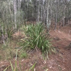 Lomandra longifolia at Surfside, NSW - 28 Nov 2022 11:09 AM