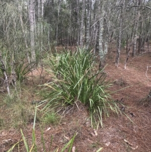 Lomandra longifolia at Surfside, NSW - 28 Nov 2022