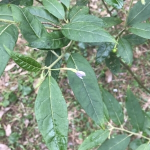 Solanum stelligerum at Surfside, NSW - 28 Nov 2022 11:02 AM