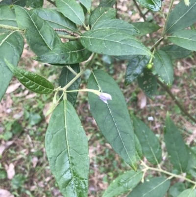 Solanum stelligerum (Devil's Needles) at Surfside, NSW - 28 Nov 2022 by Tapirlord