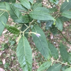 Solanum stelligerum (Devil's Needles) at Cullendulla Creek Nature Reserve - 28 Nov 2022 by Tapirlord