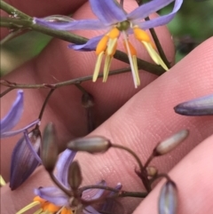 Dianella caerulea (Common Flax Lily) at Surfside, NSW - 28 Nov 2022 by Tapirlord