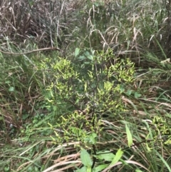 Senecio minimus (Shrubby Fireweed) at Cullendulla Creek Nature Reserve - 28 Nov 2022 by Tapirlord