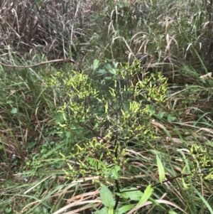 Senecio minimus at Surfside, NSW - 28 Nov 2022