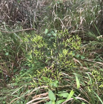 Senecio minimus (Shrubby Fireweed) at Surfside, NSW - 28 Nov 2022 by Tapirlord