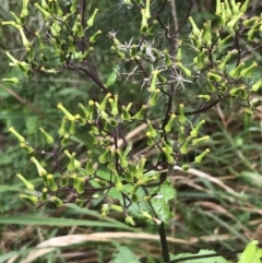 Senecio minimus at Surfside, NSW - 28 Nov 2022