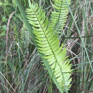 Pellaea falcata at Surfside, NSW - 28 Nov 2022