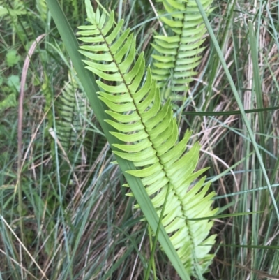 Pellaea falcata (Sickle Fern) at Cullendulla Creek Nature Reserve - 28 Nov 2022 by Tapirlord