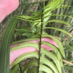 Pellaea falcata at Surfside, NSW - 28 Nov 2022