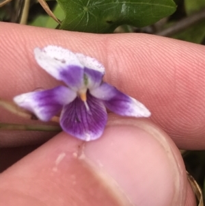 Viola banksii at Surfside, NSW - 28 Nov 2022 10:59 AM