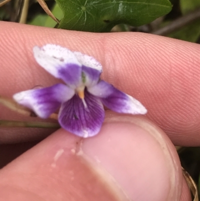 Viola banksii (Native Violet) at Surfside, NSW - 27 Nov 2022 by Tapirlord
