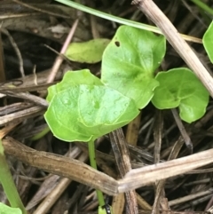 Viola banksii at Surfside, NSW - 28 Nov 2022