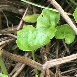 Viola banksii at Surfside, NSW - 28 Nov 2022 10:59 AM