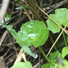 Viola banksii at Surfside, NSW - 28 Nov 2022