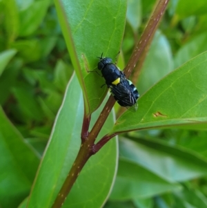 Odontomyia hunteri at Holder, ACT - suppressed