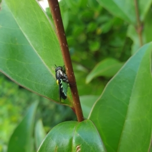 Odontomyia hunteri at Holder, ACT - suppressed