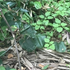 Smilax australis (Barbed-Wire Vine) at Murramarang National Park - 30 Nov 2022 by Tapirlord