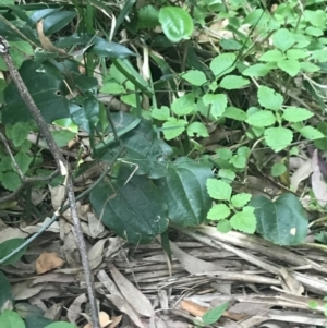 Smilax australis at Depot Beach, NSW - 30 Nov 2022 12:21 PM