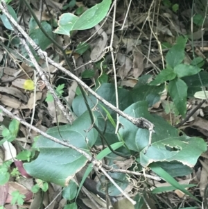 Smilax australis at Depot Beach, NSW - 30 Nov 2022