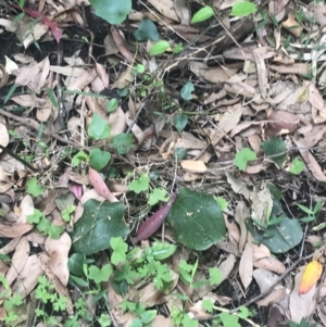 Smilax australis at Depot Beach, NSW - 30 Nov 2022 12:21 PM
