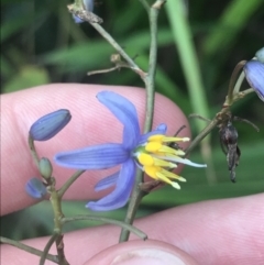 Dianella caerulea (Common Flax Lily) at Murramarang National Park - 30 Nov 2022 by Tapirlord