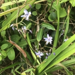 Dianella caerulea at Depot Beach, NSW - 30 Nov 2022 12:33 PM