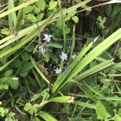 Dianella caerulea at Depot Beach, NSW - 30 Nov 2022 12:33 PM