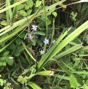 Dianella caerulea at Depot Beach, NSW - 30 Nov 2022 12:33 PM