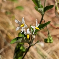 Solanum chenopodioides (Whitetip Nightshade) at Molonglo Valley, ACT - 14 Dec 2022 by CattleDog