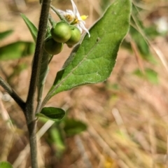 Solanum chenopodioides at Molonglo Valley, ACT - 15 Dec 2022 10:13 AM