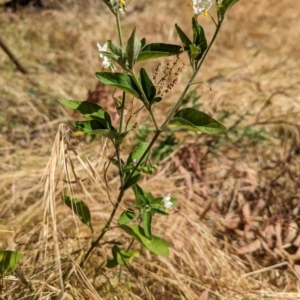 Solanum chenopodioides at Molonglo Valley, ACT - 15 Dec 2022 10:13 AM