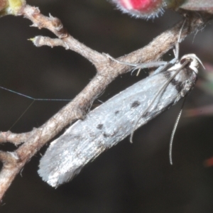 Oecophoridae (family) at Tinderry, NSW - 17 Dec 2022